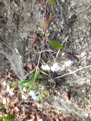 Ageratina riparia