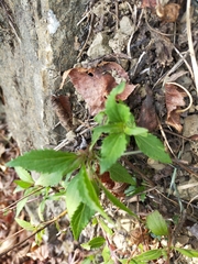 Ageratina riparia