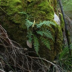 Asplenium aethiopicum