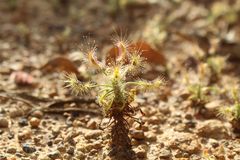 Drosera scorpioides