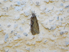 Semioscopis steinkellneriana