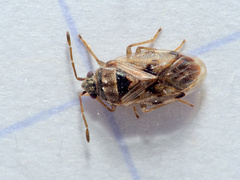 Hyalochilus ovatulus