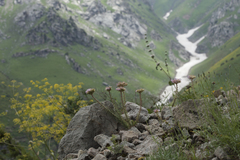 Pseudosedum longidentatum
