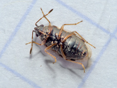 Hyalochilus ovatulus