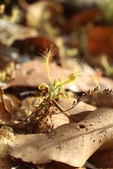 Drosera scorpioides