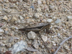 Stenocatantops splendens