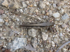 Stenocatantops splendens