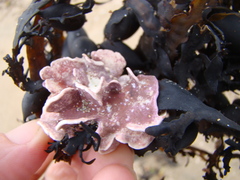 Lithophyllum carpophylli