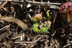 Brownseya serpentina