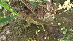 Diploderma polygonatum xanthostomum