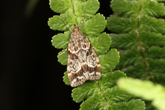 Eudonia legnota