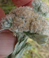 Helichrysum appendiculatum