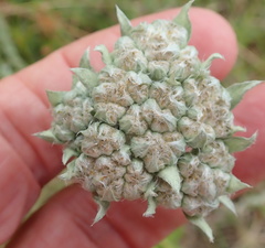Helichrysum appendiculatum