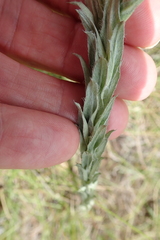 Helichrysum appendiculatum