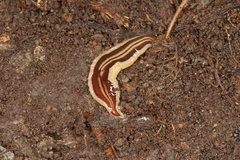 Newzealandia