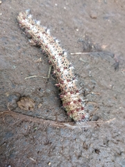 Holocerina smilax