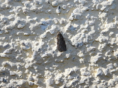 Semioscopis steinkellneriana