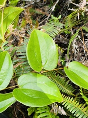 Smilax melastomifolia