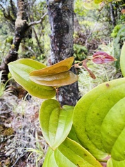 Smilax melastomifolia