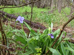 Tradescantia humilis