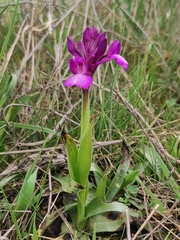 Anacamptis