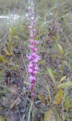 Liatris quadriflora