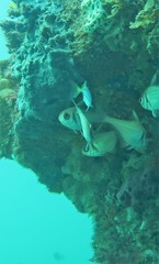 Cochleoceps bicolor