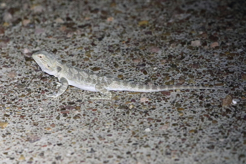 Pogona vitticeps