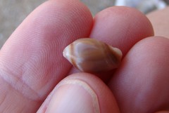 Amalda depressa