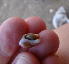 Amalda depressa
