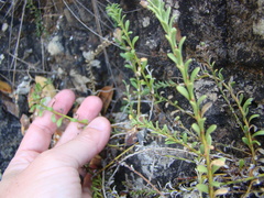 Samolus repens strictus