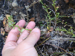 Samolus repens strictus