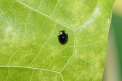 Apolinus lividigaster