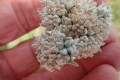 Helichrysum appendiculatum