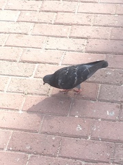 Columba livia domestica