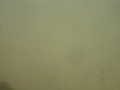 Hemiculter leucisculus