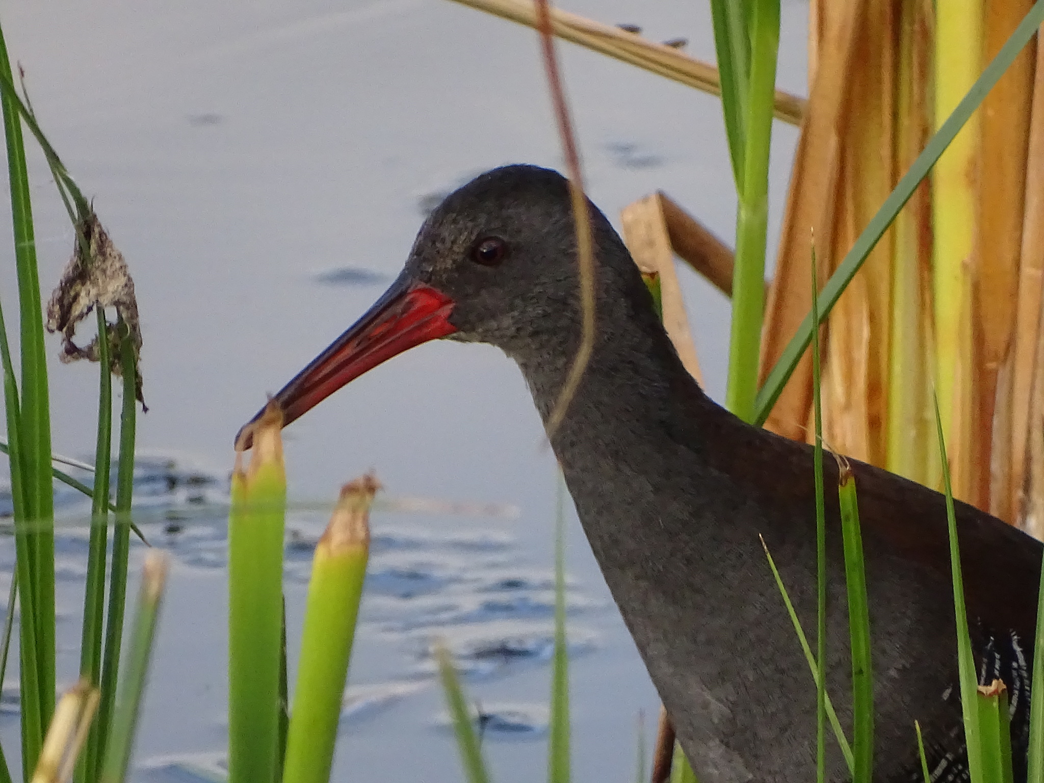 African Rail illustration
