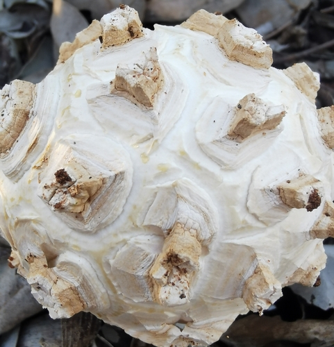 Phellorinia herculeana