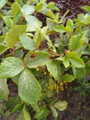 Rhoicissus tridentata