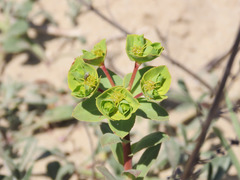 Euphorbia terracina