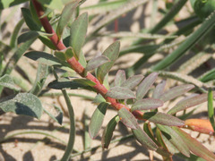 Euphorbia terracina