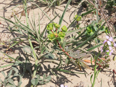 Euphorbia terracina
