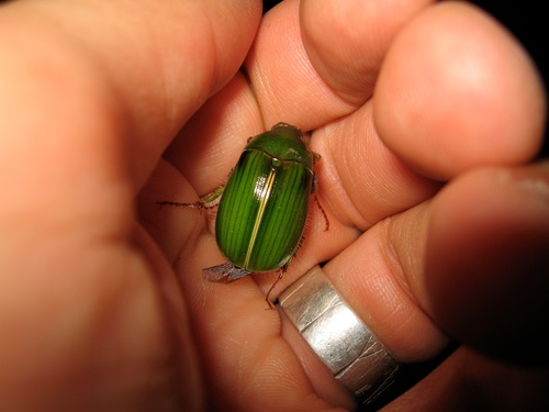 Tangaru Tanguru chafer (Stethaspis suturalis) · iNaturalist