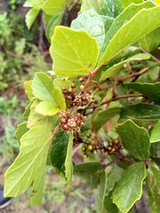 Rhoicissus tridentata