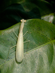 Sinomantis denticulata