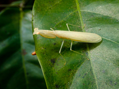 Sinomantis denticulata