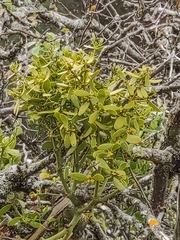 Viscum cruciatum