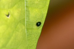 Apolinus lividigaster