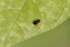 Apolinus lividigaster
