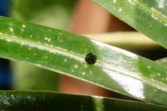 Apolinus lividigaster
